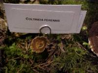Coltricia perennis image