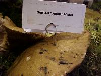 Suillus caerulescens image