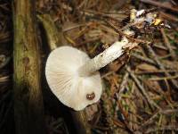 Hygrophorus odoratus image