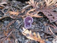 Peziza violacea image