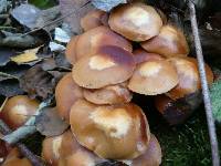 Kuehneromyces mutabilis image