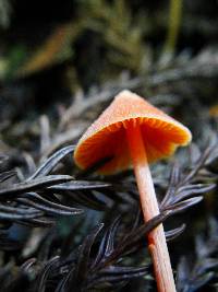 Entoloma quadratum image