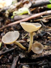 Helvella macropus image