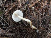 Inocybe sindonia image