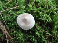 Inocybe sindonia image