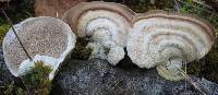 Trametes hirsuta image