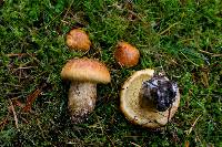 Suillus neoalbidipes image