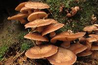 Armillaria solidipes image