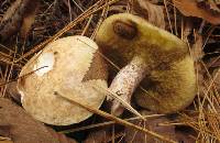 Suillus placidus image