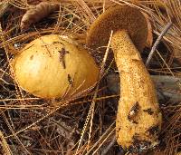 Suillus punctipes image