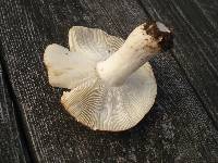 Russula vinacea image