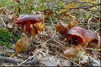 Cortinarius cinnabarinus image