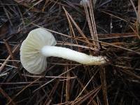 Tricholoma inamoenum image