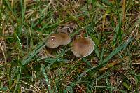 Psilocybe stuntzii image