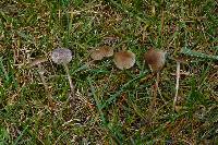 Psilocybe stuntzii image