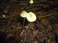 Mycena crocea image