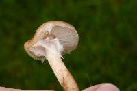 Armillaria solidipes image