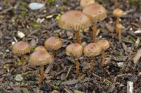 Psilocybe stuntzii image