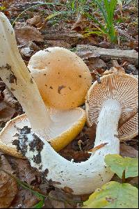 Hygrophorus pudorinus image