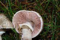 Agaricus moelleri image