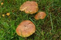 Suillus caerulescens image