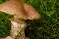 Suillus caerulescens image