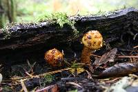 Pholiota limonella image