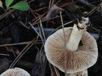 Hebeloma crustuliniforme image