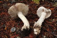 Amanita smithiana image