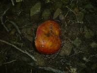 Russula aurea image