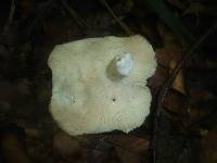 Russula heterophylla image