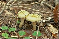 Hygrophorus lucorum image