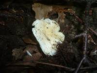 Russula raoultii image