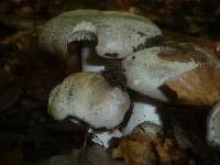 Tricholoma filamentosum image