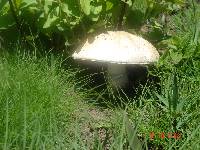 Agaricus subrufescens image