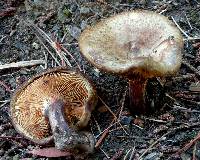 Paxillus involutus image
