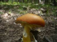 Amanita caesarea image