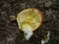 Amanita caesarea image