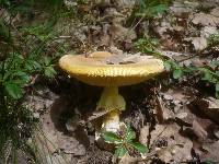 Amanita caesarea image