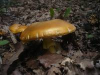 Amanita caesarea image
