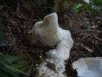 Amanita ovoidea image