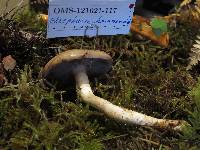 Stropharia hornemannii image