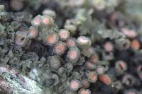 Leptogium phyllocarpum var. phyllocarpum image
