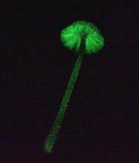 Mycena nebula image