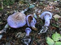 Cortinarius traganus image