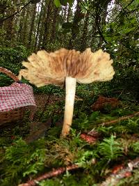 Inocybe sororia image