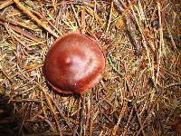 Cortinarius sanguineus image