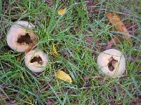 Lycoperdon pratense image
