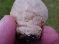 Lycoperdon pratense image