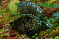Lactarius deliciosus var. piceus image